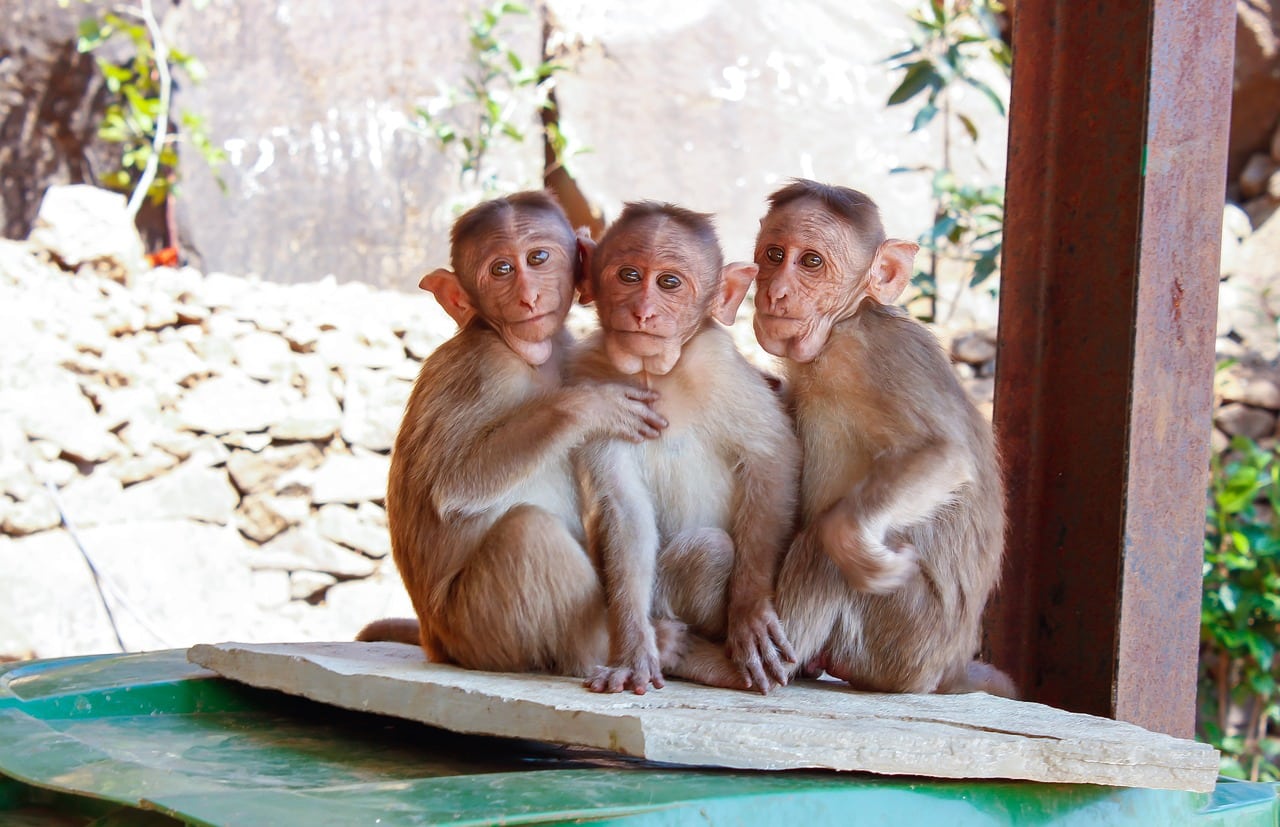 USDA Licensed Monkey Breeders List An AllAmerican Guide