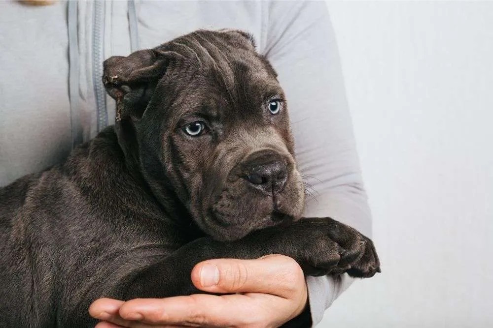Why Do Dogs Get Hiccups? Pets & Mindful Animal Owners