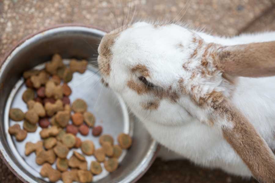 Rabbit Care Guide For New Owners The Complete Guide