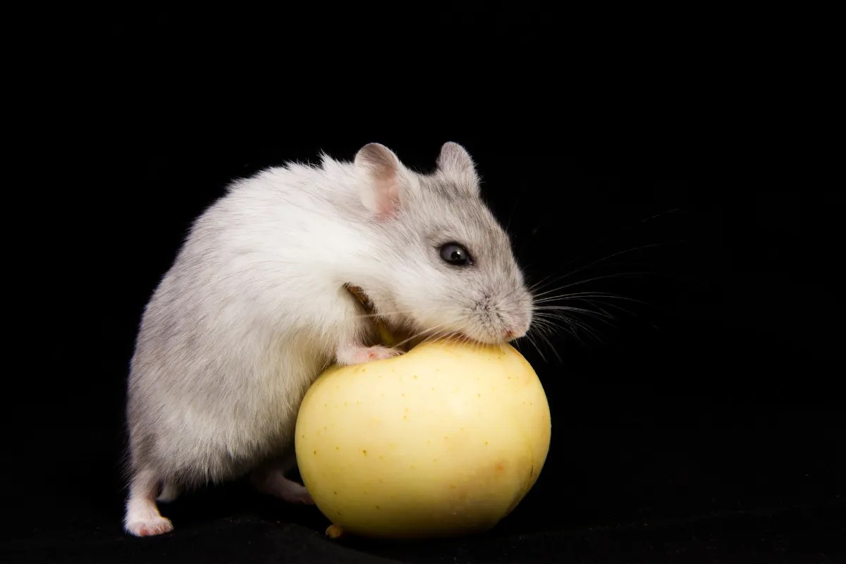 Can Hamsters Eat Apples? Everything You Need to Know