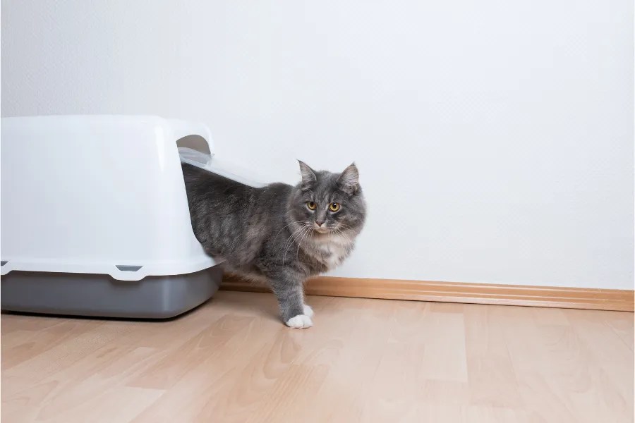 Litter Boxes For Senior Cats Keeping Your Cat Comfortable