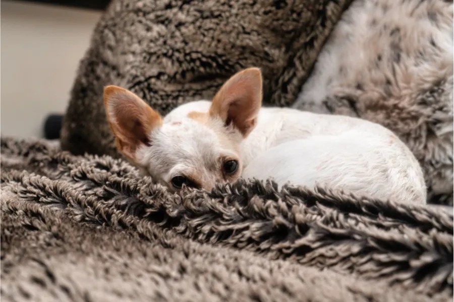 Sleeping Beauties Why Do Chihuahuas Sleep So Much?