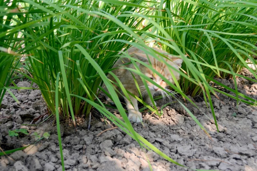 How Long Will A Cat Hide If Scared Outside Pets Motherland2023