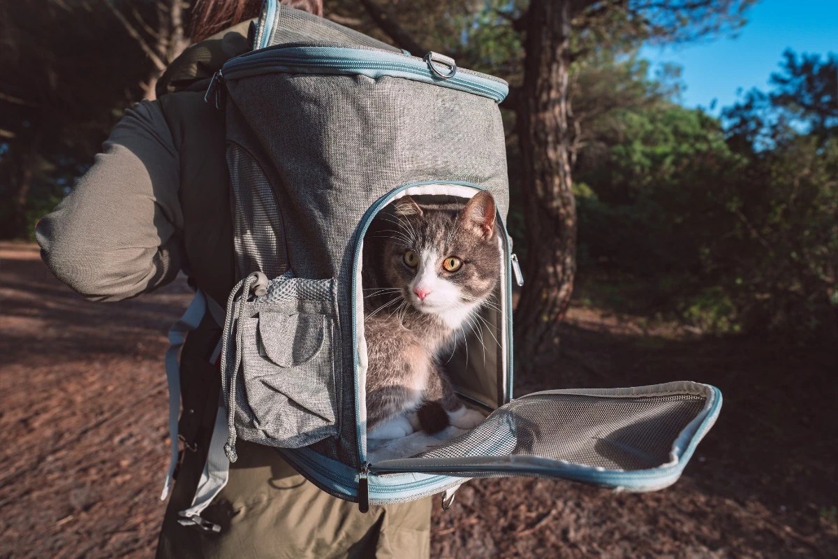 Carrying Cat In Backpack 5 Top Backpacks In 2023