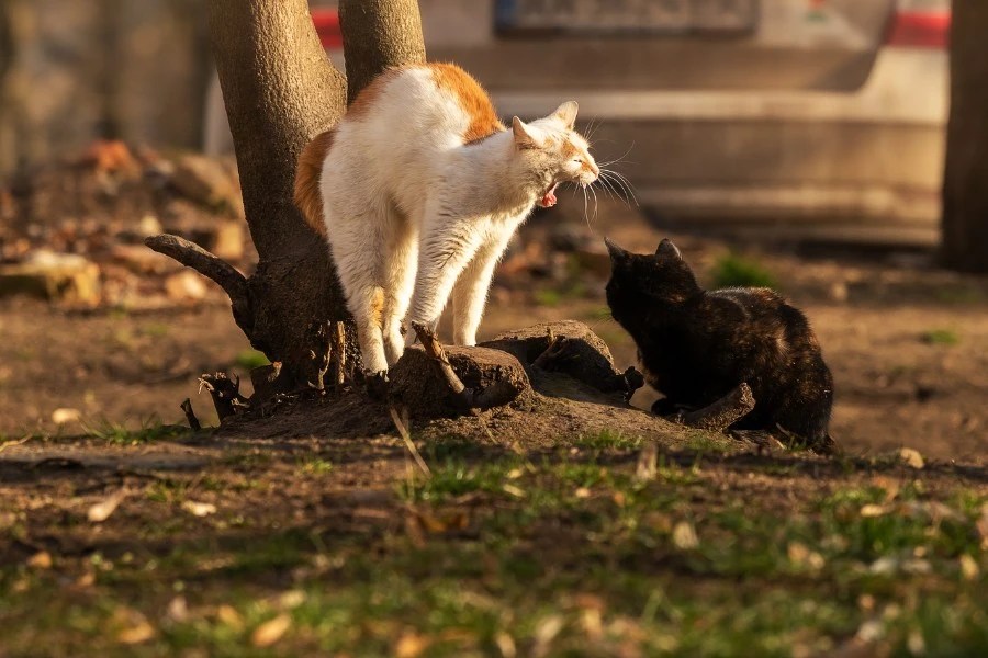 Why Do Mother Cats Attack Their Older Kittens? [Video]