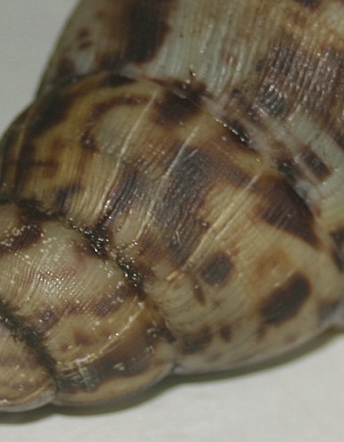 Split/Cracked Shell / Snail Problems