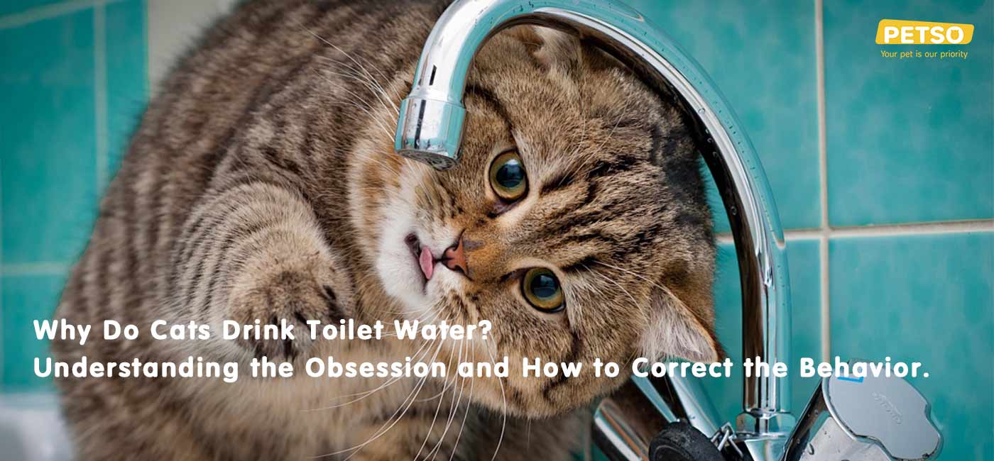 Why Do Cats Drink Toilet Water? Blog Petso Au