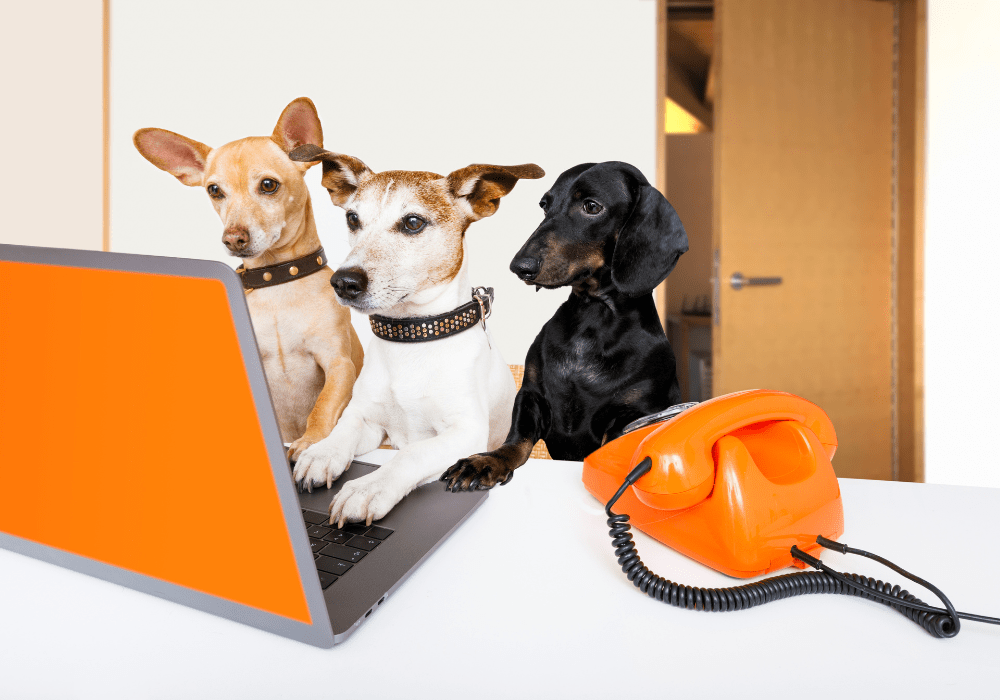 Apply Now Animal Actors Pets on Q