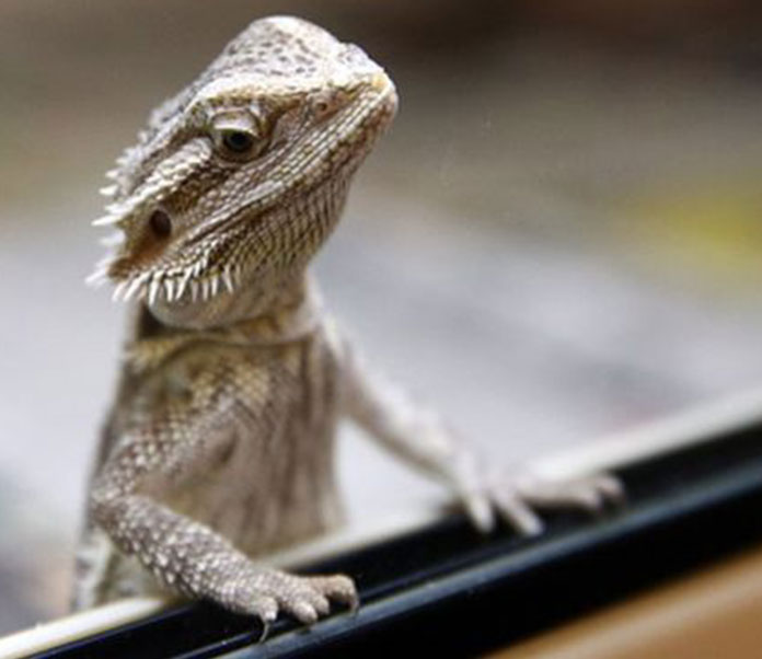 What Types of Lizards Make Good Reptile Pets? Petsourcing