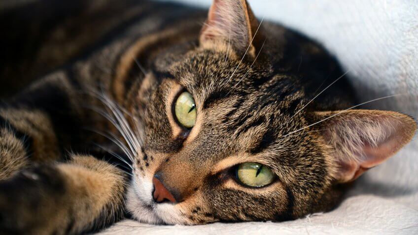 The Most and Least Expensive Cat Breeds in the World Petsourcing