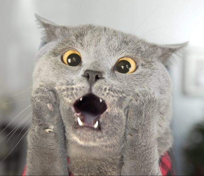 8 pets you probably never realized are actually illegal to