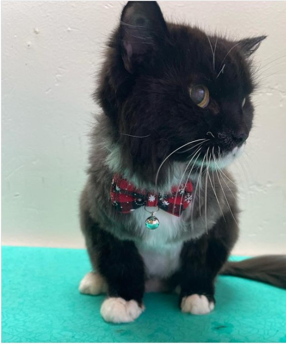 Pet Spa Boise Gallery See Our Happy Groomed Pets in Boise, ID