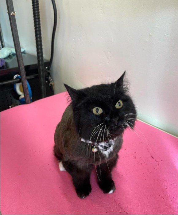 Pet Spa Boise Gallery See Our Happy Groomed Pets in Boise, ID