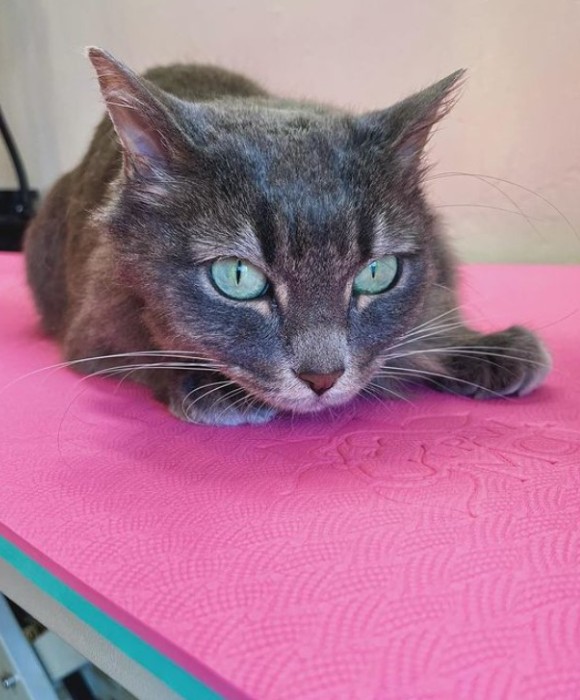 Pet Spa Boise Gallery See Our Happy Groomed Pets in Boise, ID