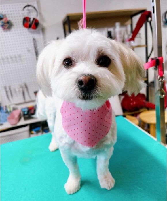 Pet Spa Boise Gallery See Our Happy Groomed Pets in Boise, ID