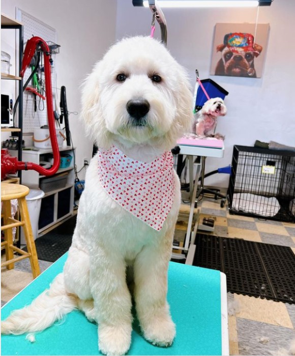 Pet Spa Boise Gallery See Our Happy Groomed Pets in Boise, ID