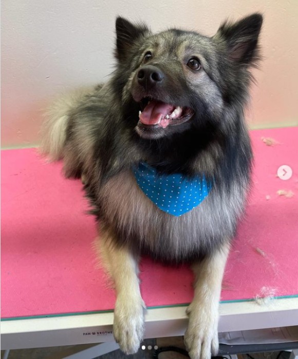 Pet Spa Boise Gallery See Our Happy Groomed Pets in Boise, ID