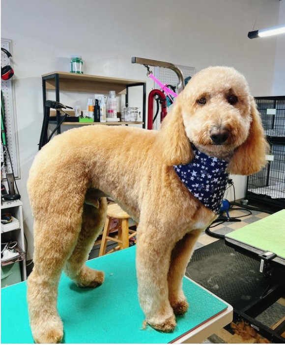 Pet Spa Boise Gallery See Our Happy Groomed Pets in Boise, ID