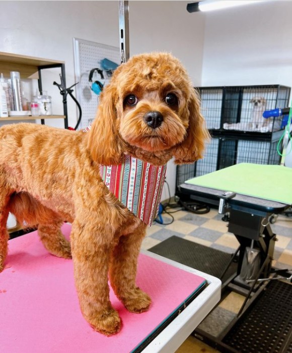 Pet Spa Boise Gallery See Our Happy Groomed Pets in Boise, ID