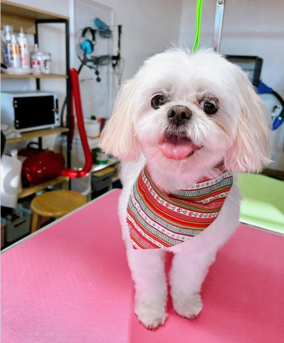 Pet Spa Boise Gallery See Our Happy Groomed Pets in Boise, ID