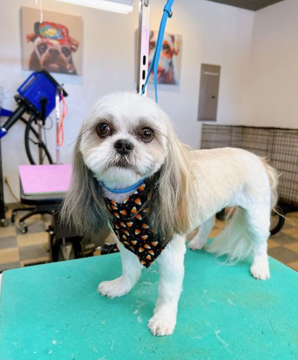 Pet Spa Boise Gallery See Our Happy Groomed Pets in Boise, ID