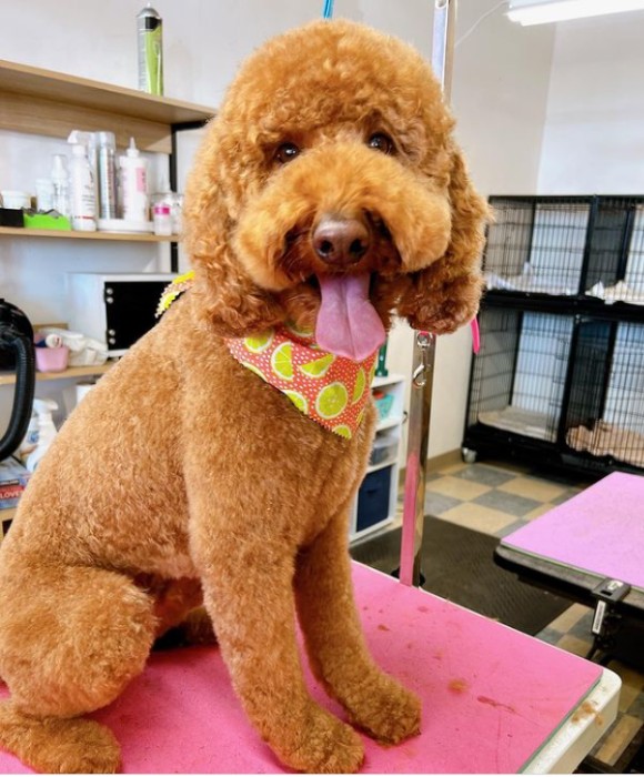 Pet Spa Boise Gallery See Our Happy Groomed Pets in Boise, ID