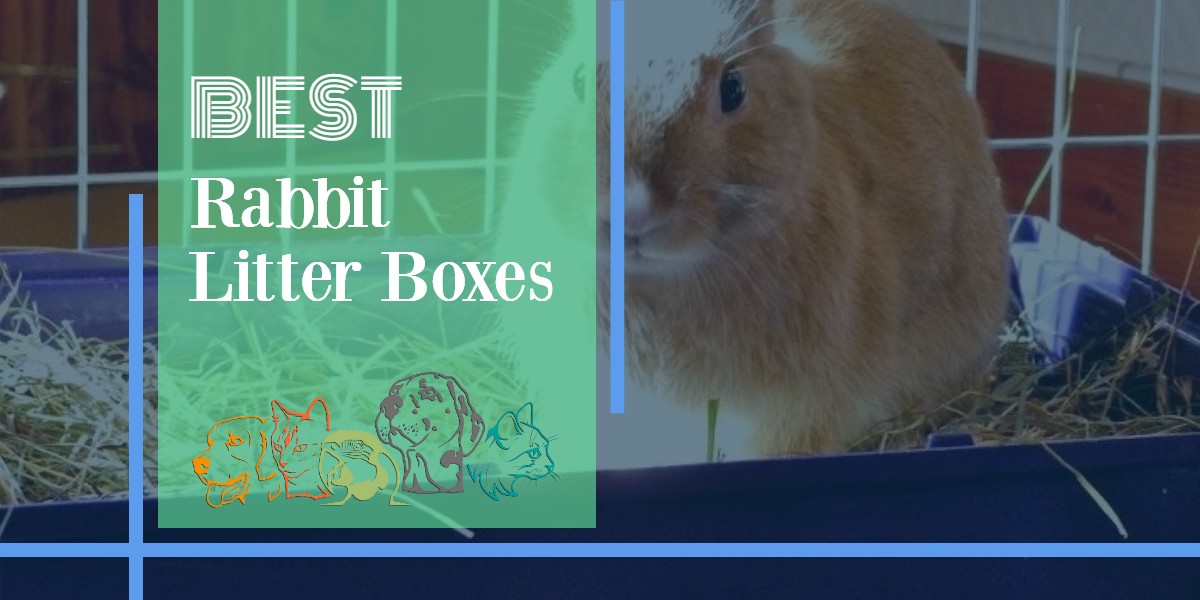 Rabbit Litter Boxes Our Favorite Picks For 2021