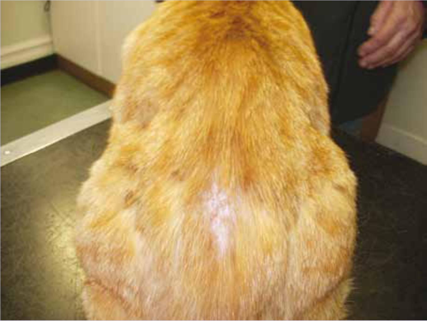 How Do You Treat Flea Allergy Dermatitis In Dogs