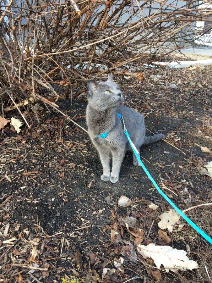 Honeybear Pets Remembered Cremation