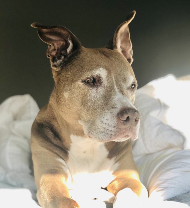 Phoenix Pets Remembered Cremation