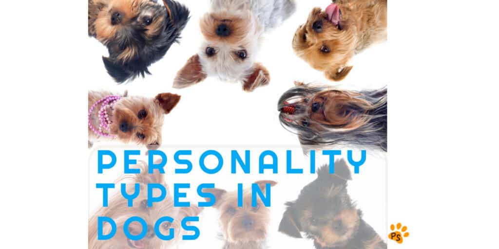 Dog Owners Do You Know Your Dog's Personality Type? Pets Scribe
