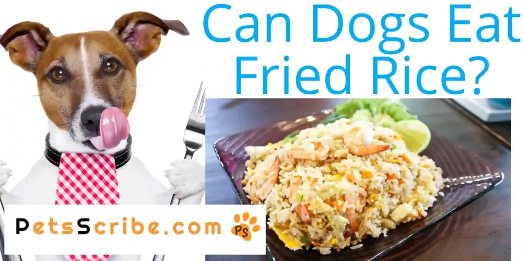 Can Dogs Eat Fried Rice? A Pet Owner's Guide