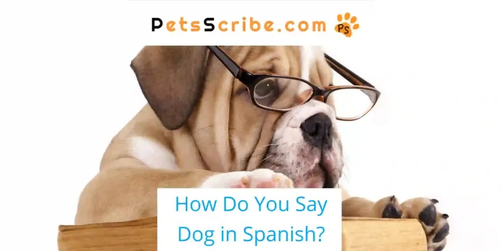 How Do You Say Dog In Spanish? Pets Scribe