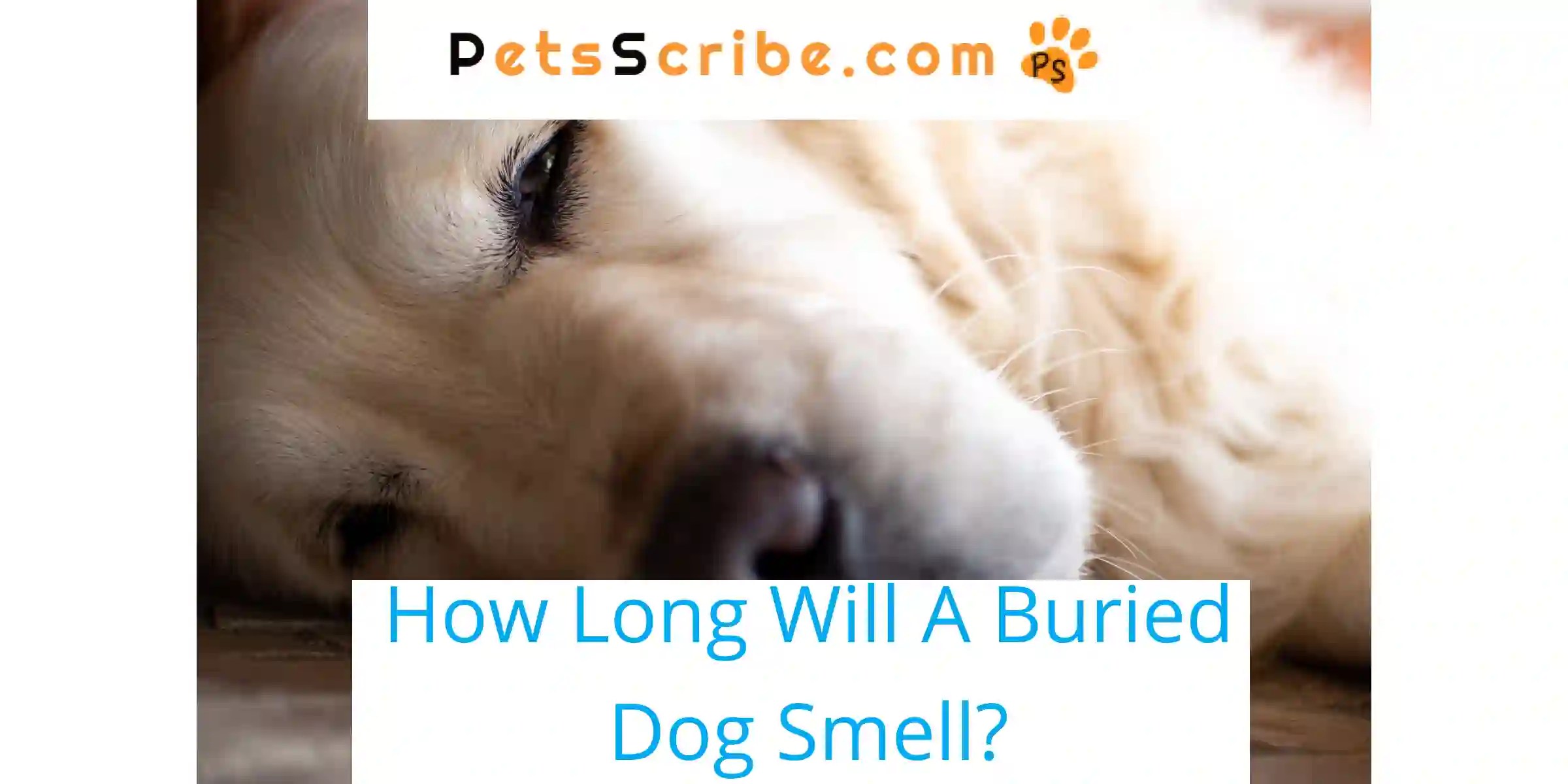 How Long Will A Buried Dog Smell? Pets Scribe