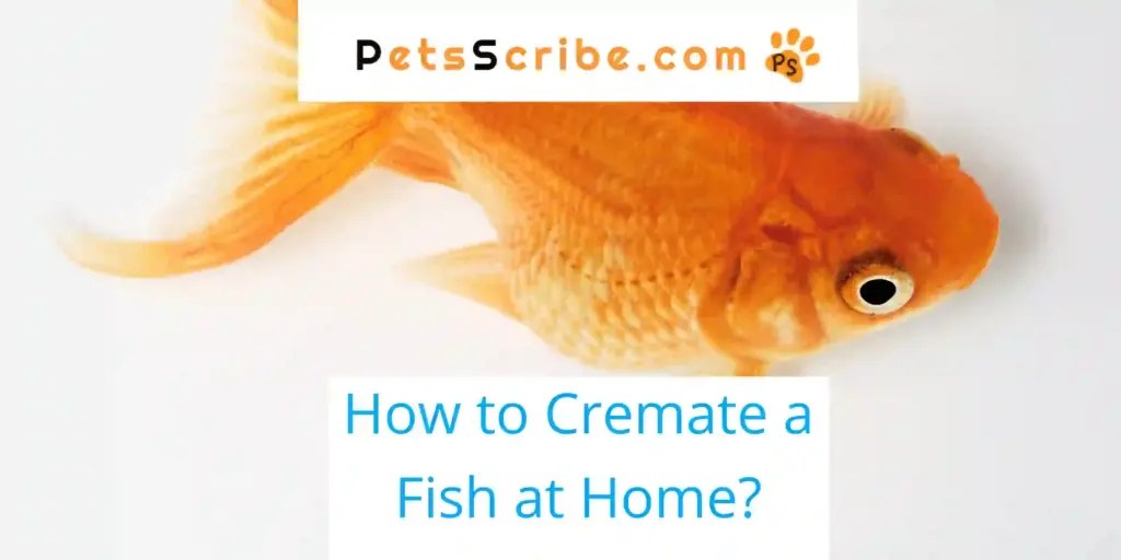 How To Cremate A Fish At Home? Pets Scribe