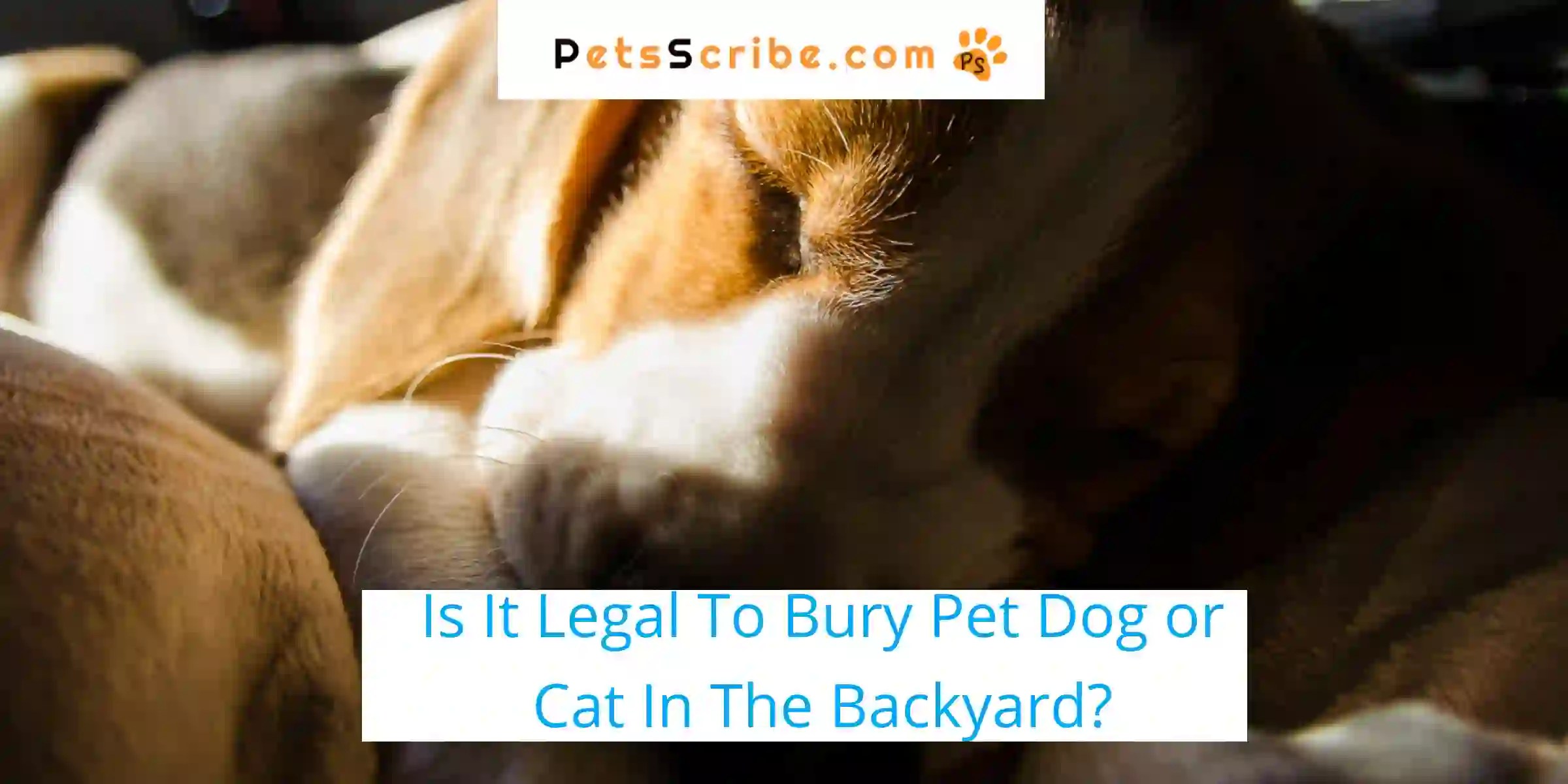 Is It Legal To Bury Pet Dog Or Cat In The Backyard? American Laws