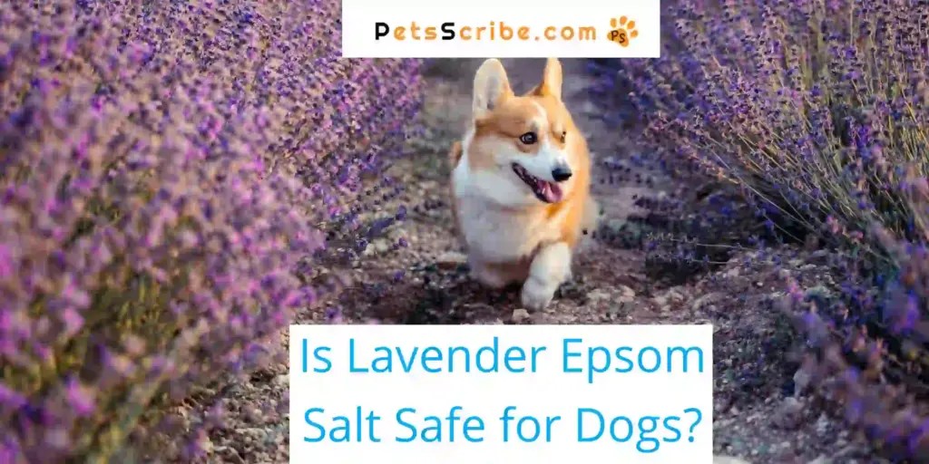 Is Lavender Epsom Salt Safe For Dogs? A Comprehensive Guide Pets Scribe