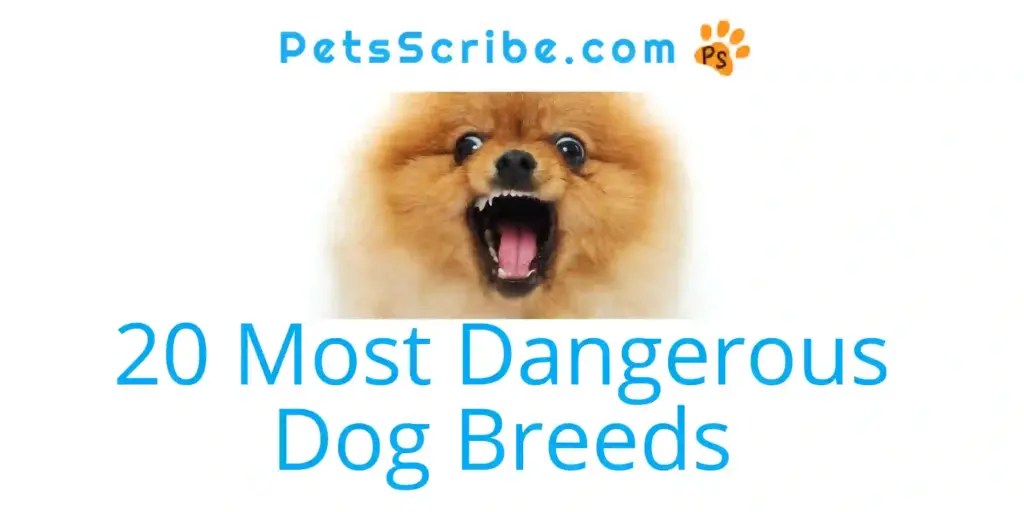 The Top 20 Most Dangerous Dog Breeds In The World In 2023 Pets Scribe