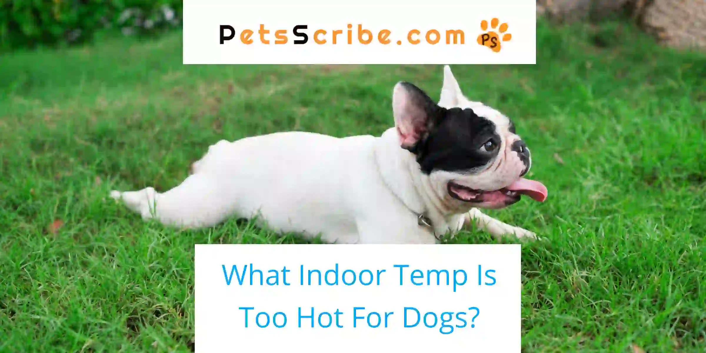 What Indoor Temp Is Too Hot For Dogs? Pets Scribe