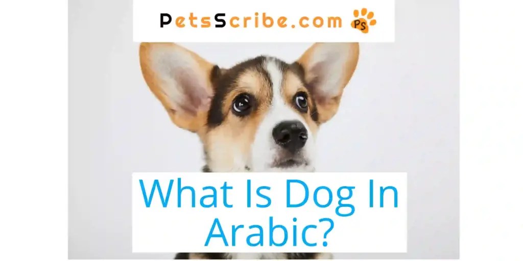 What Is Dog In Arabic? Canine Linguistics Explained Pets Scribe
