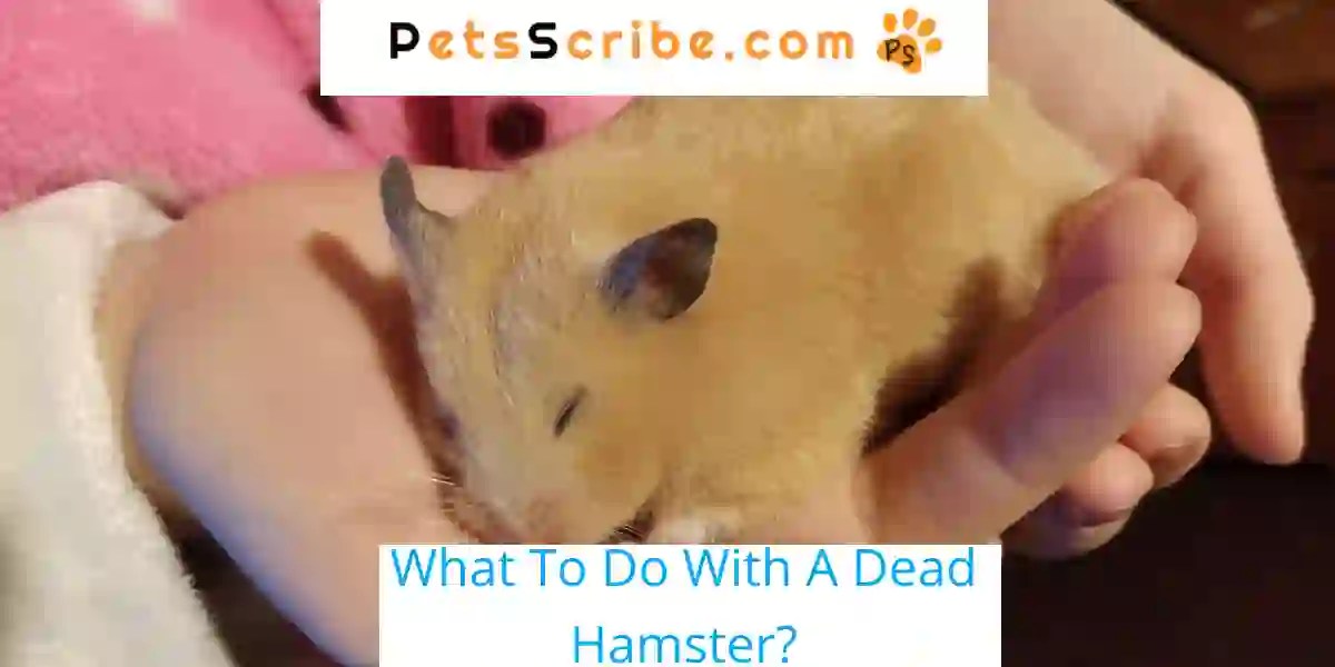 What To Do With A Dead Hamster? Pets Scribe