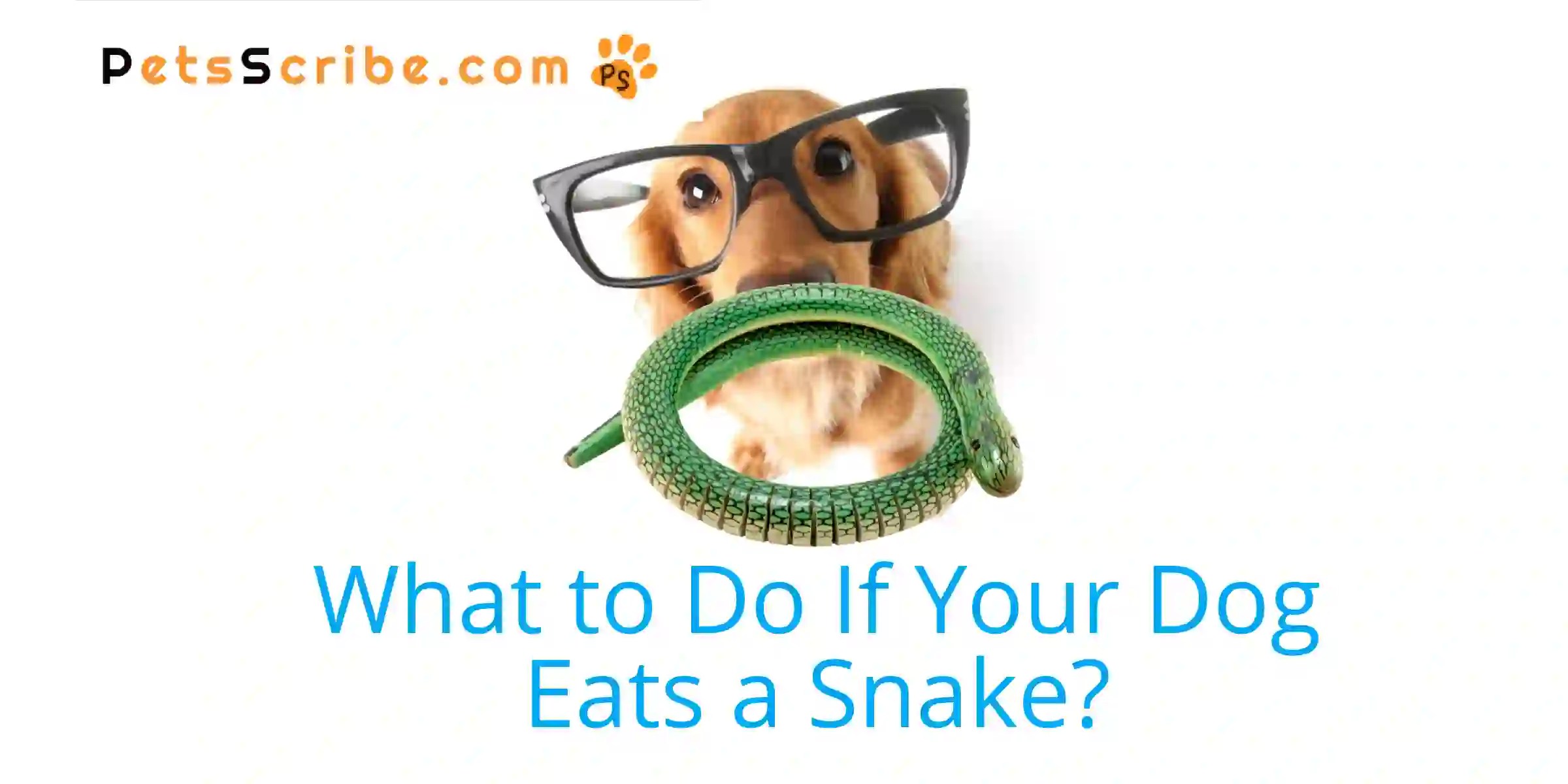 What To Do If Your Dog Eats A Snake A Comprehensive Guide