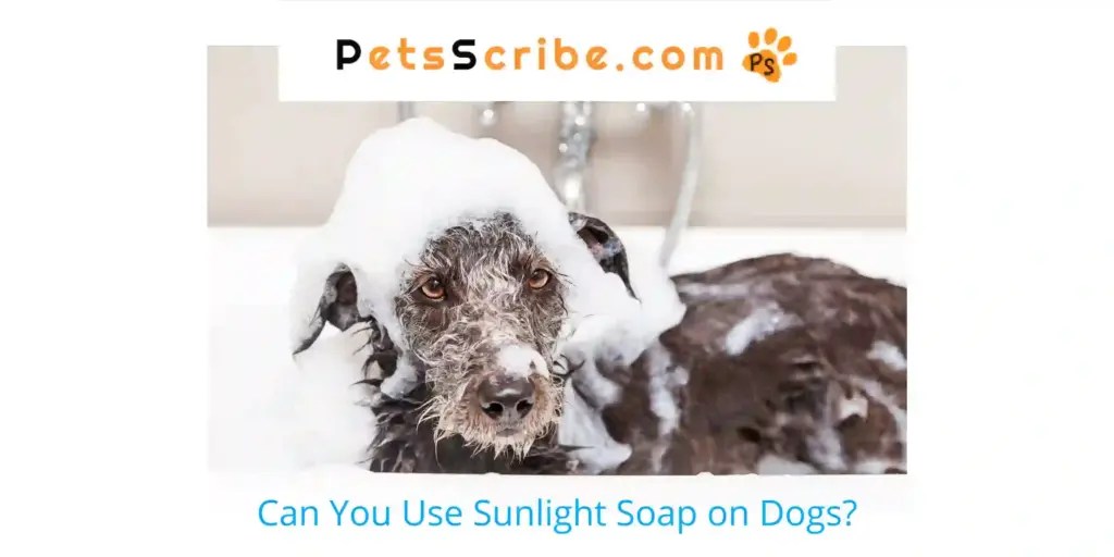Can You Use Sunlight Soap On Dogs? Pets Scribe