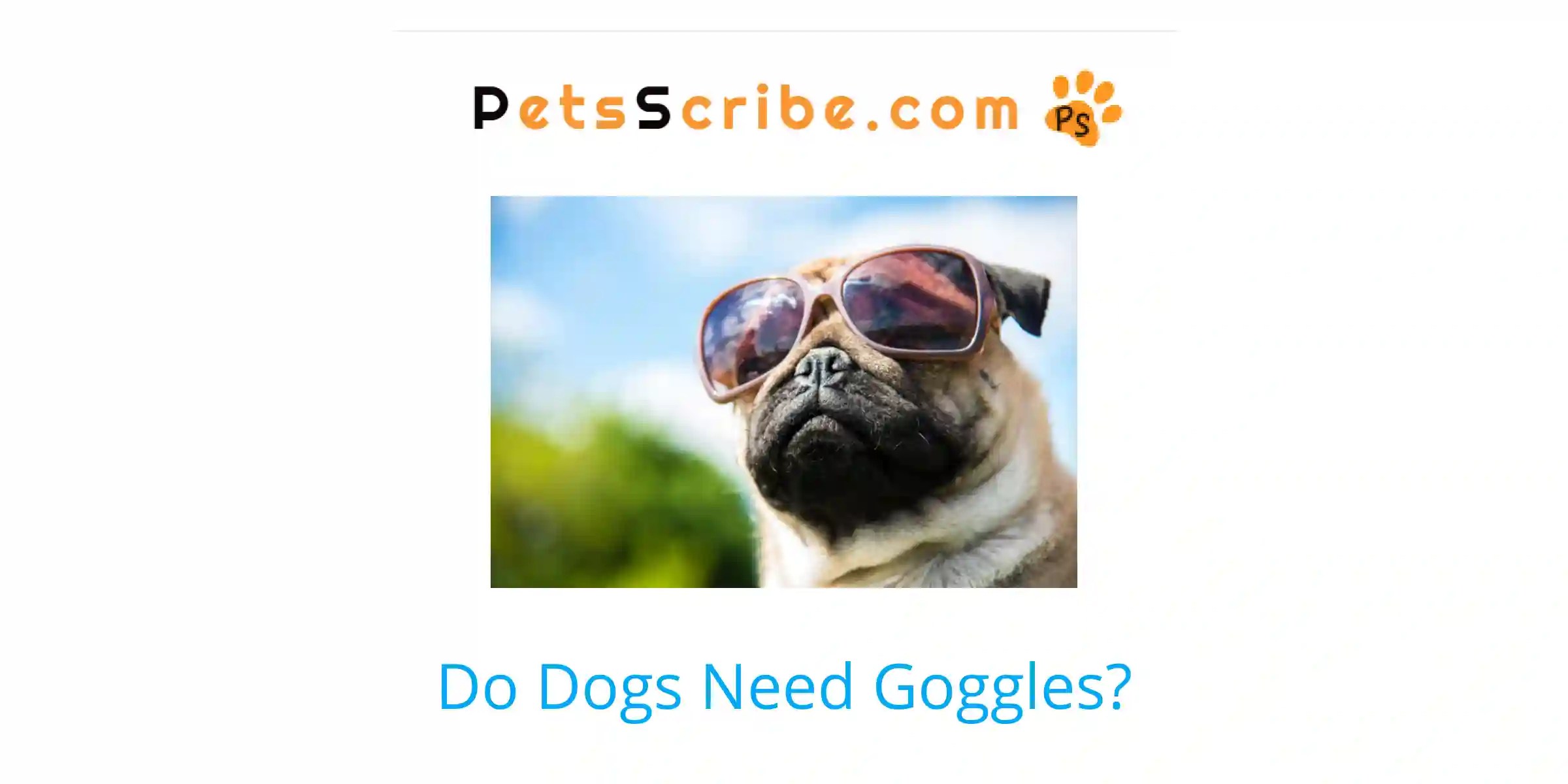 Do Dogs Need Goggles? Pets Scribe