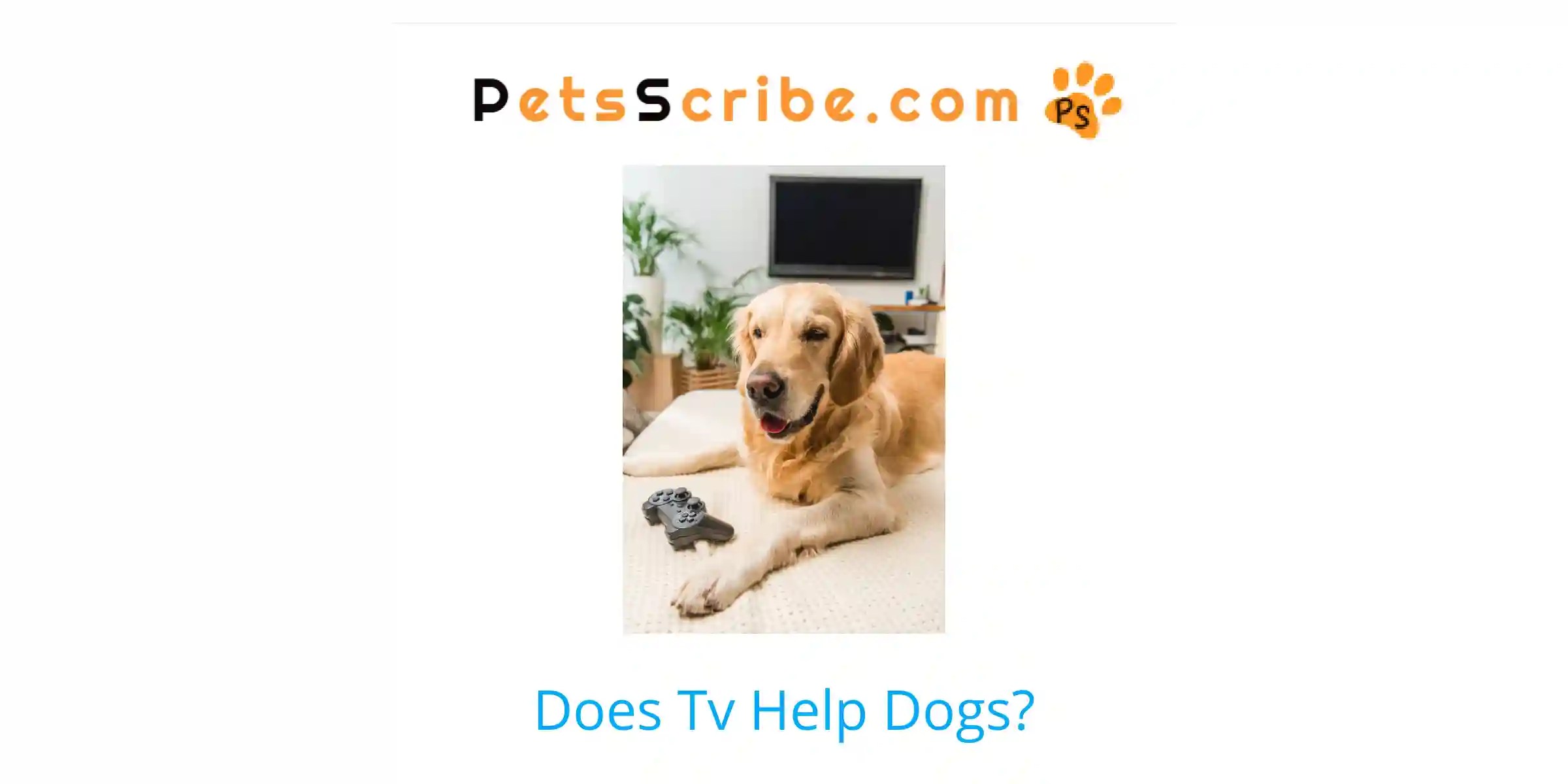 Does Tv Help Dogs? Pets Scribe