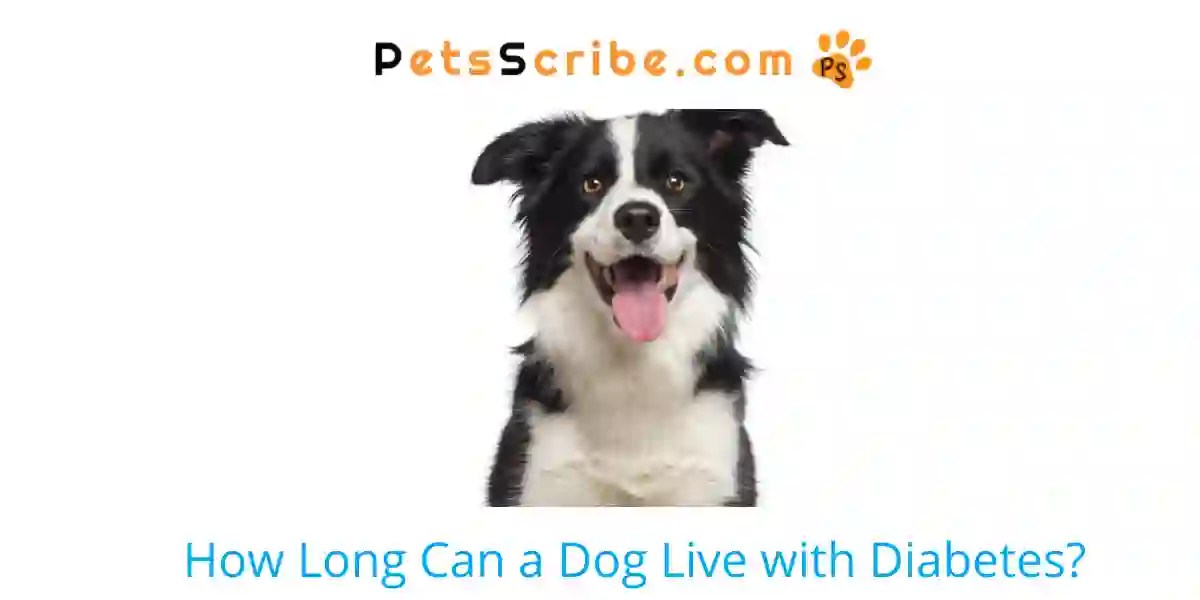 How Long Can A Dog Live With Diabetes? Pets Scribe