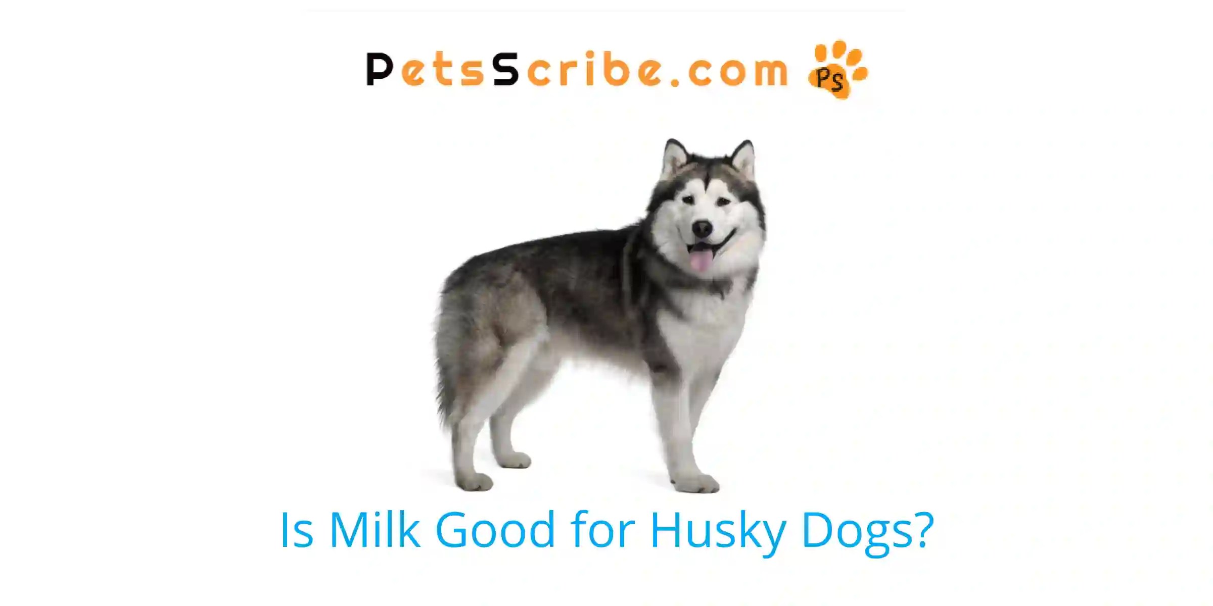 Is Milk Good For Husky Dogs? Pets Scribe