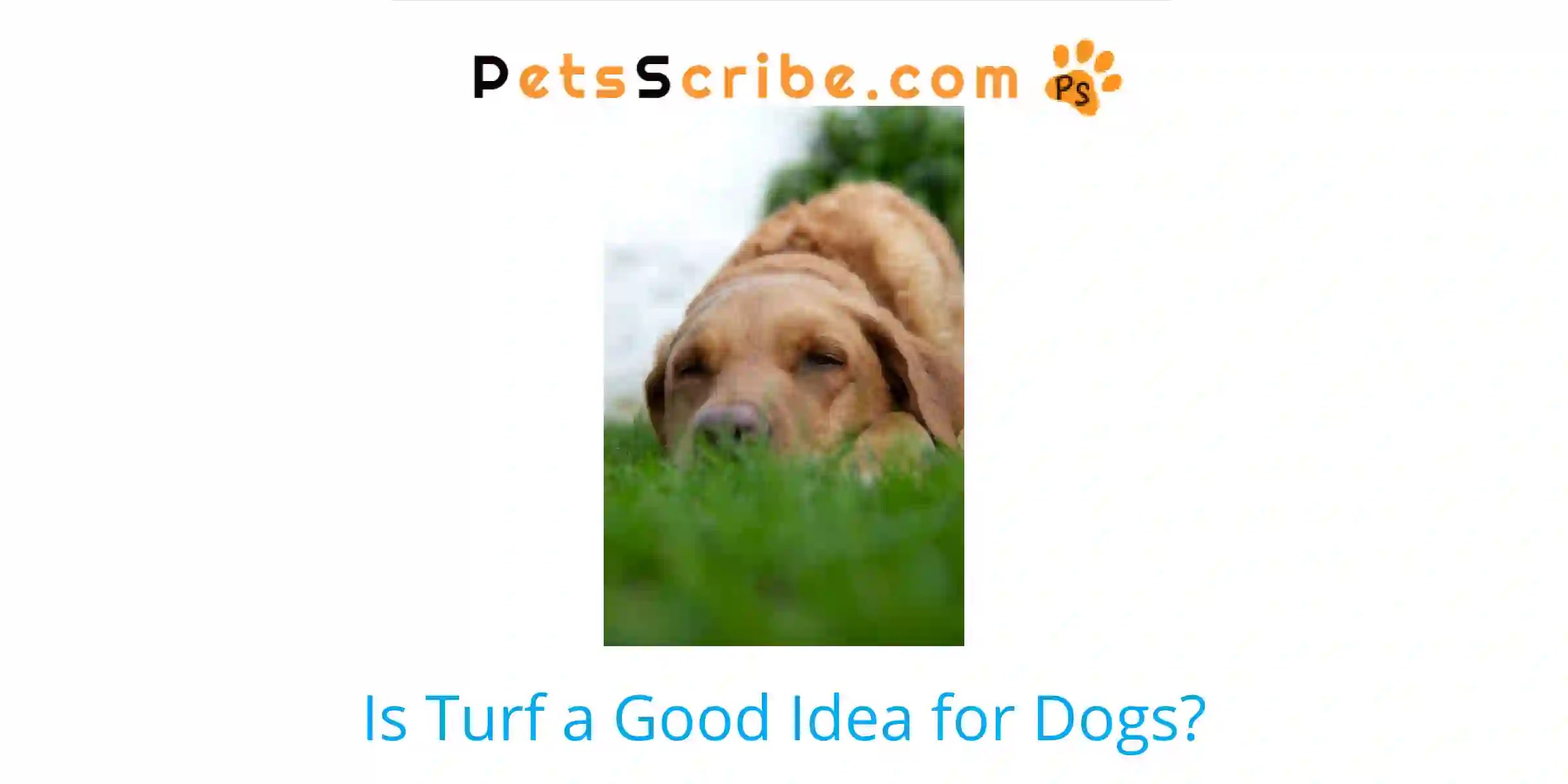 Is Turf A Good Idea For Dogs? Pets Scribe