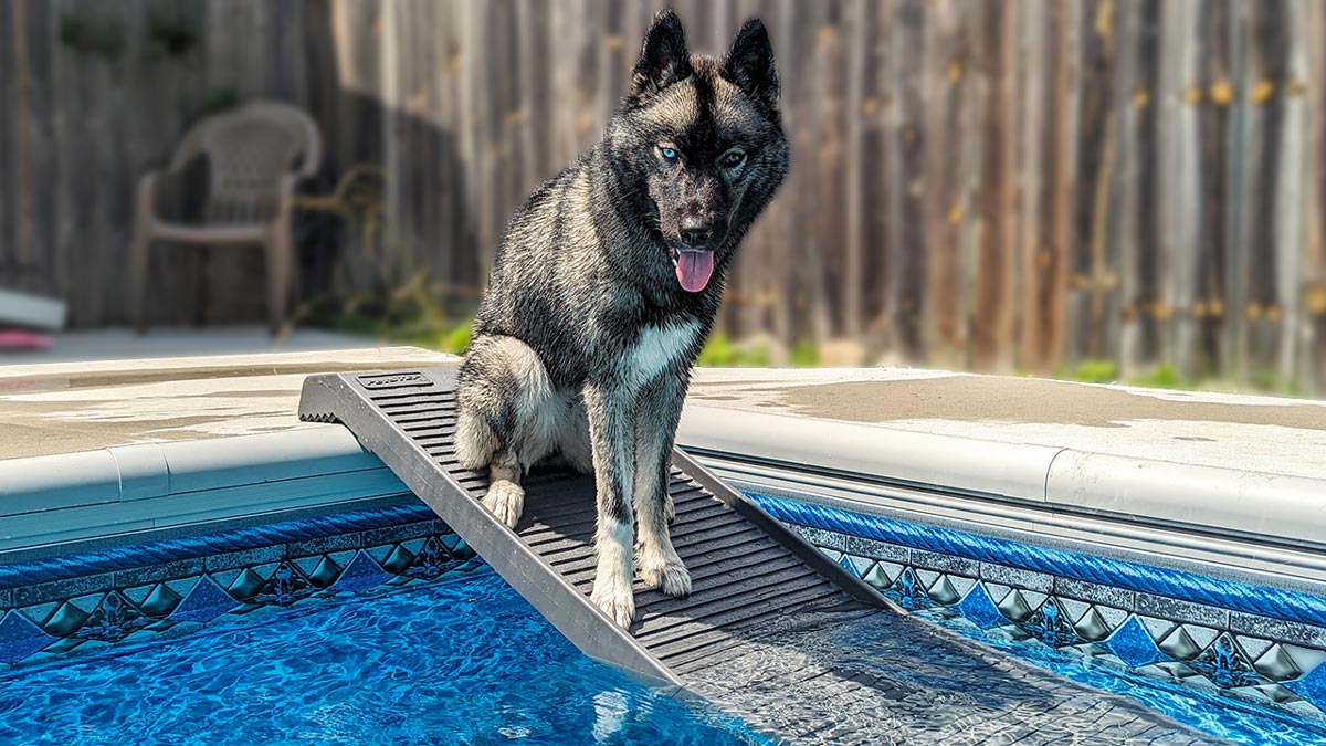 How to Properly Care for Your PetStep Pool Ramp PetStep Dog Ramps