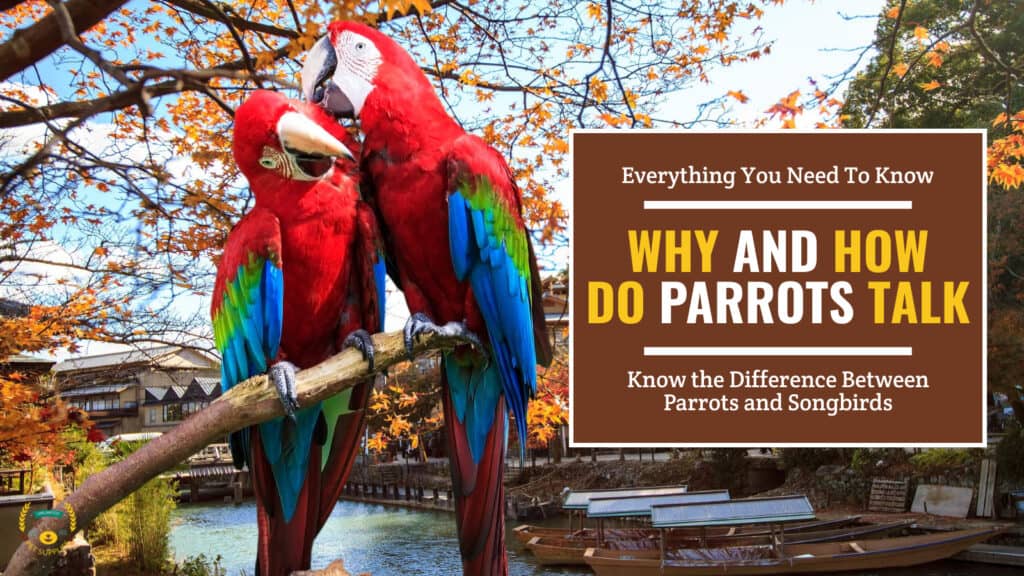 Why and How Do Parrots Talk? Reasons Explained